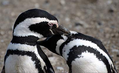 Two penguins with black and white stripes rubbing their beaks on each other